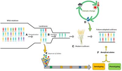 Genetic approaches to exploit landraces for improvement of Triticum turgidum ssp. durum in the age of climate change